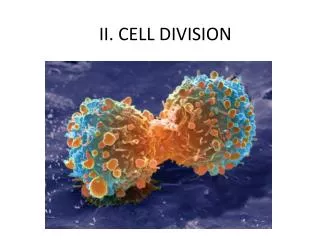 II. CELL DIVISION