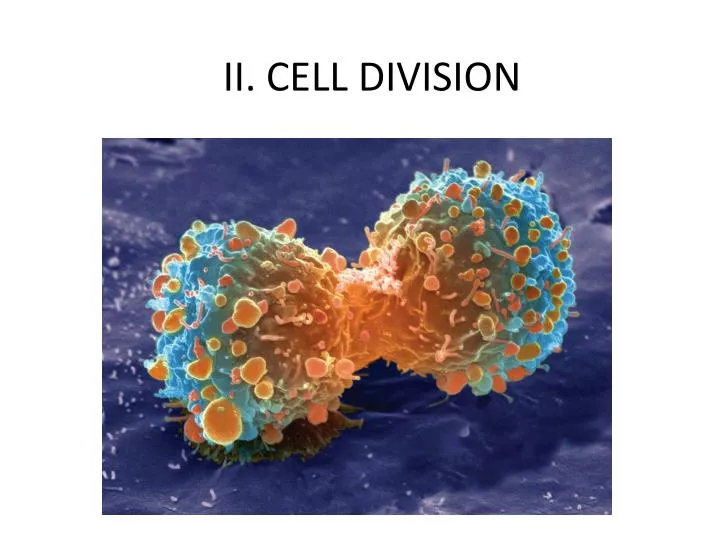 ii cell division