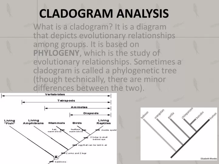 cladogram analysis