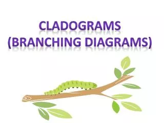 Cladograms (Branching diagrams)