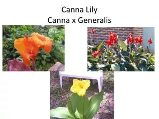 Canna Lily Canna x Generalis