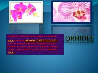 orhidee