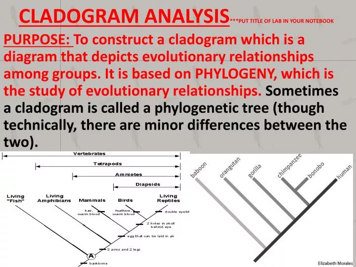 cladogram analysis put title of lab in your notebook
