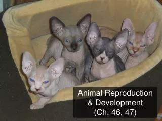 Animal Reproduction &amp; Development (Ch. 46, 47)