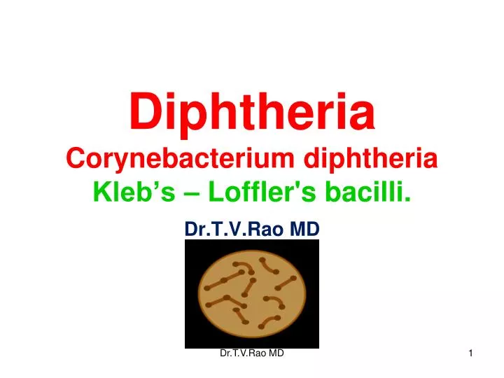 diphtheria corynebacterium diphtheria kleb s loffler s bacilli