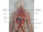 Jugular Vein - slide 1
