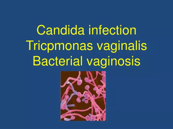 candida infection t ricpmonas vaginalis bacterial vaginosis