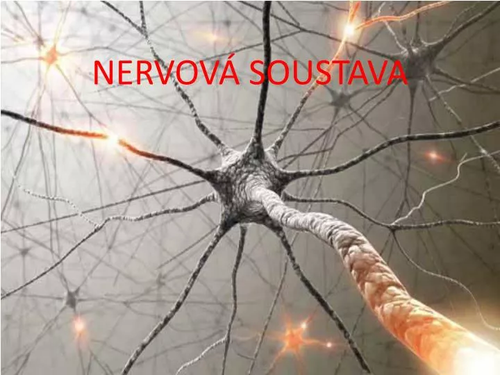 nervov soustava