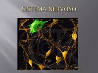 sistema nervoso
