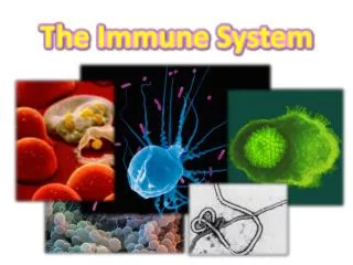 T he Immune System