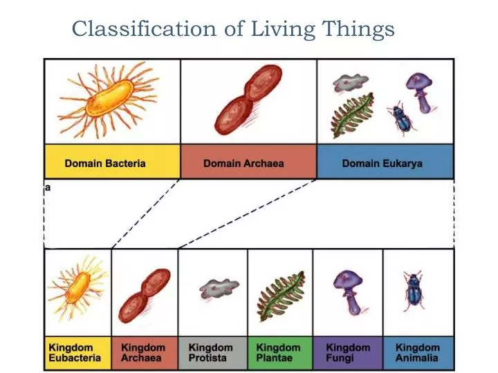 carolus linnaeus system of classification of living things