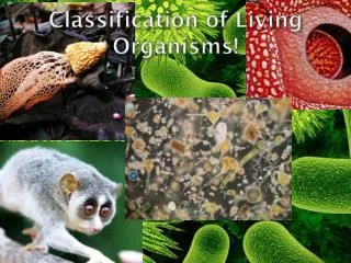 classification of living organisms
