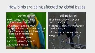 How birds are being affected by global issues