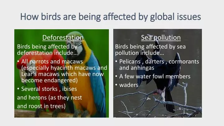 how birds are being affected by global issues