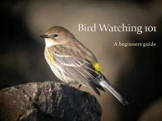 Bird Watching 101