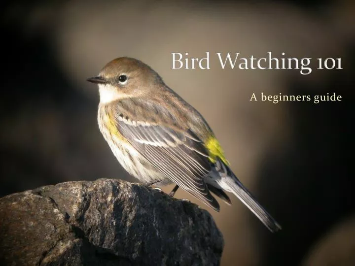 bird watching 101