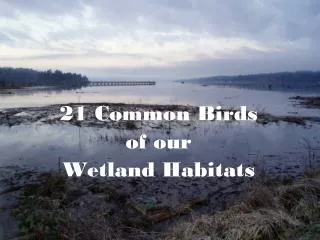 21 Common Birds of our Wetland Habitats