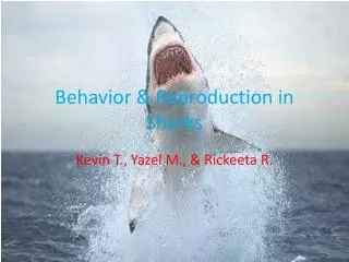 Behavior &amp; Reproduction in Sharks