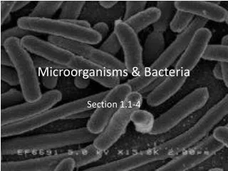 microorganisms bacteria