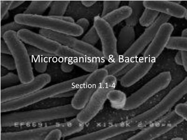 microorganisms bacteria