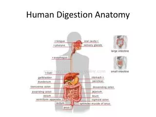 Human Digestion Anatomy