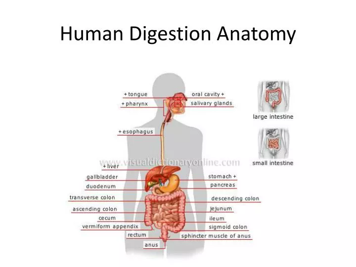 human digestion anatomy