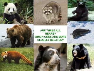 ARE THESE ALL BEARS? WHICH ONES ARE MORE CLOSELY RELATED?