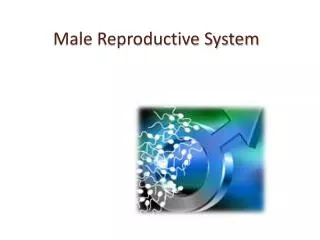 Male Reproductive System