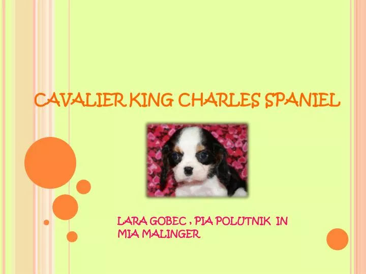 cavalier king charles spaniel