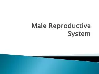 Male Reproductive System