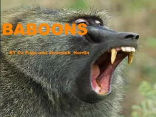 BABOONS