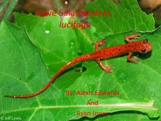 Cave Salamanders, lucifuga