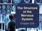 The Structure of the Nervous System - slide 1