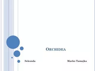 orchidea