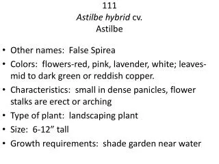 111 Astilbe hybrid cv. Astilbe