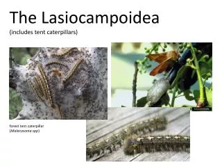 The Lasiocampoidea (includes tent caterpillars)