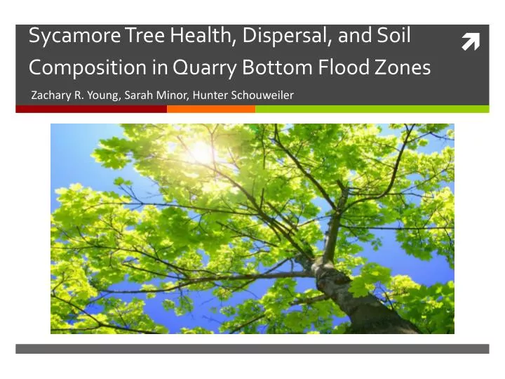 sycamore tree health dispersal and soil composition in quarry bottom flood zones