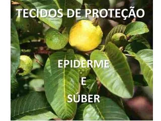 tecidos de prote o