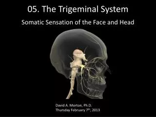 05. The Trigeminal System