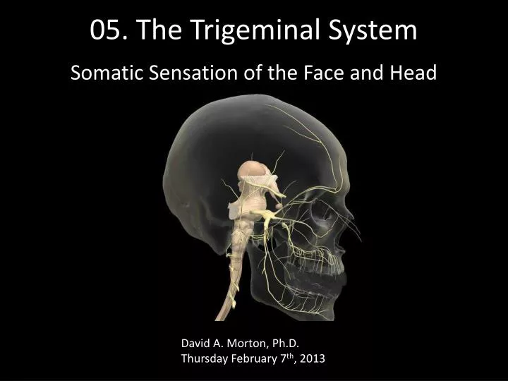 05 the trigeminal system