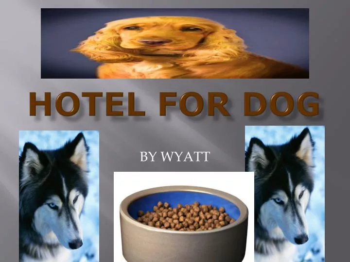 hotel for dog