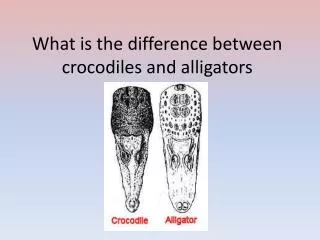 What is the difference between crocodiles and alligators