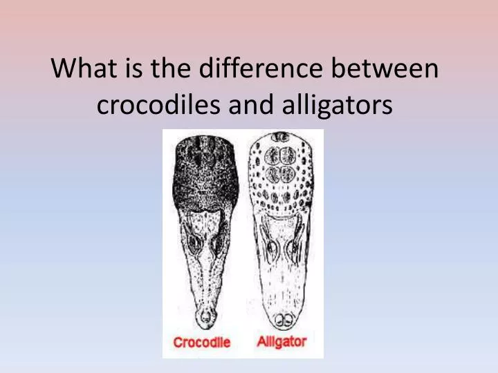 what is the difference between crocodiles and alligators