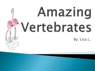 Amazing Vertebrates