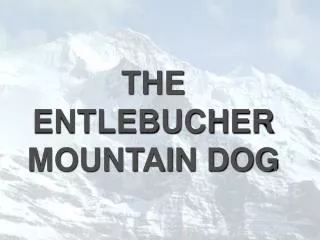 THE ENTLEBUCHER MOUNTAIN DOG