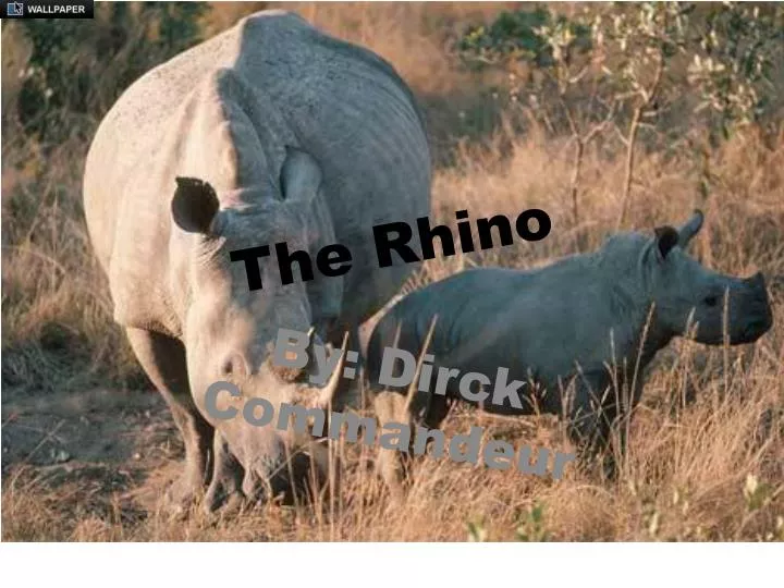 the rhino