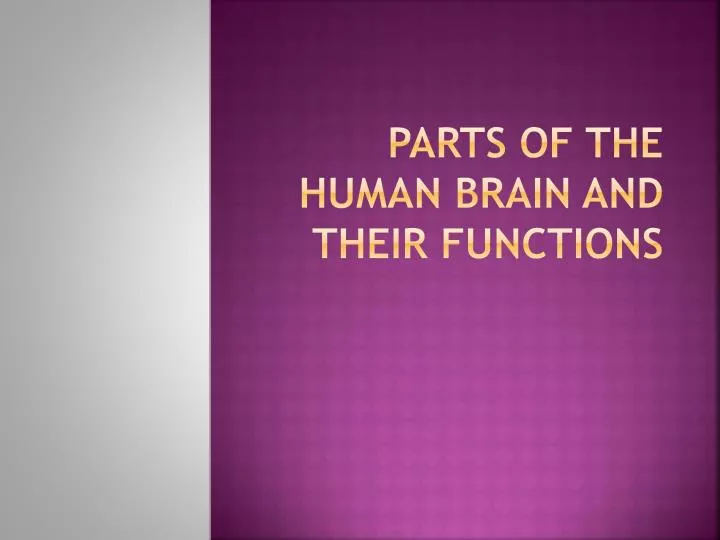 parts of the human brain and their functions