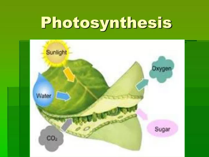 photosynthesis