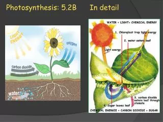 Photosynthesis: 5.2B In detail