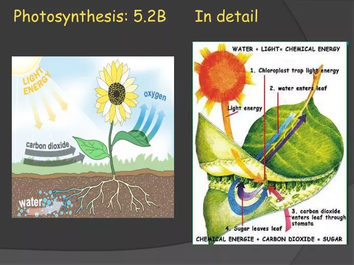photosynthesis 5 2b in detail